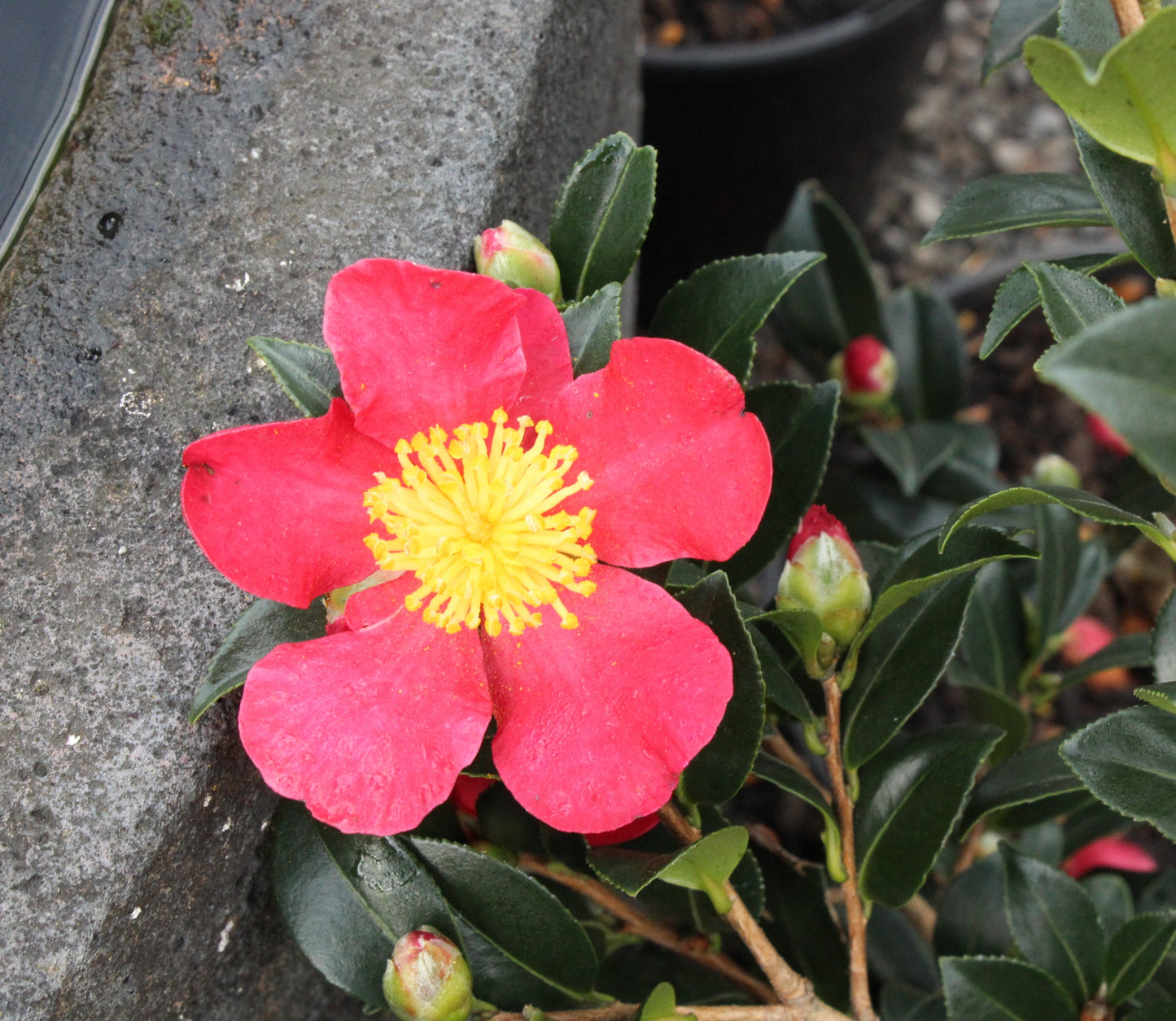 Camellia sasanqua Yuletide