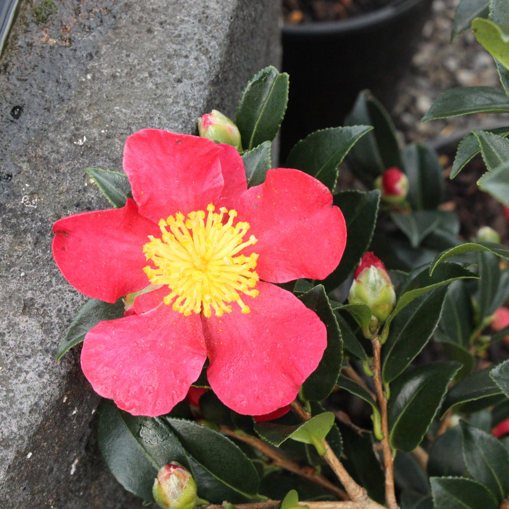 Camellia sasanqua Yuletide Image