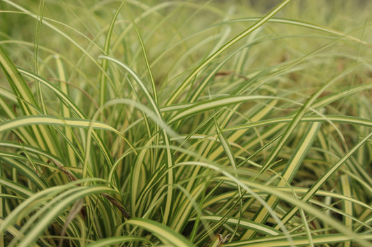 Carex Evergold