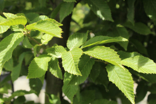 Carpinus b. 'Fastigata'