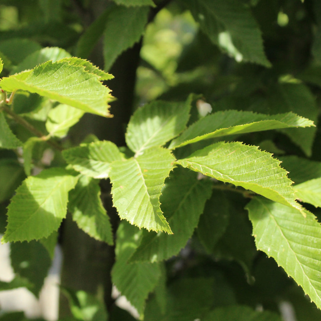 Carpinus betulus Fastigata Image