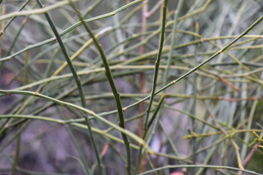 carmichaelia carmichaeliae