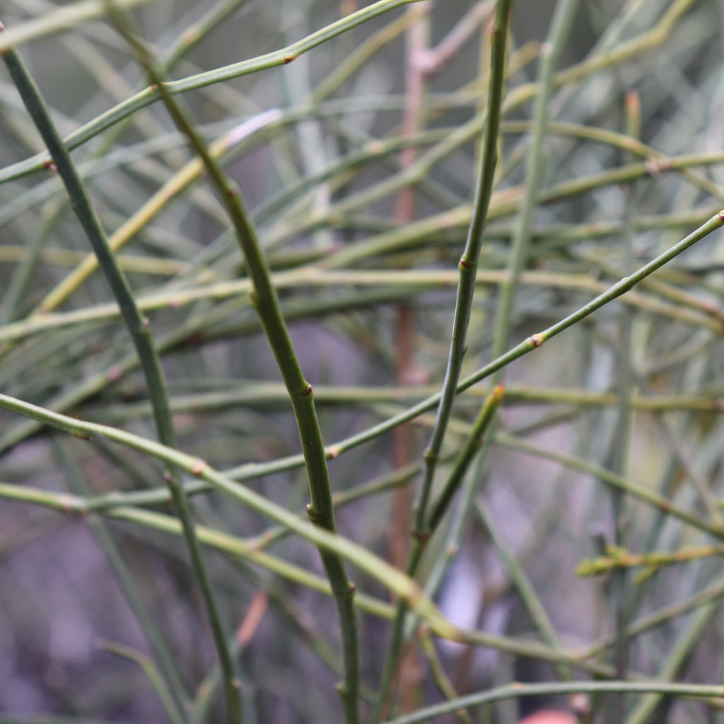 carmichaelia carmichaeliae Image