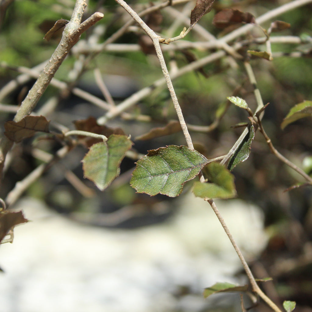 Carpodetus serratus Image