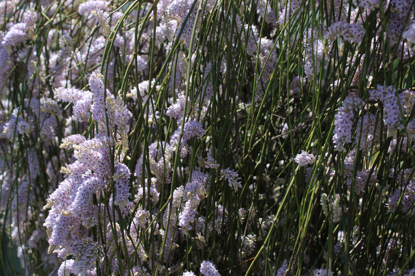 Citrus Bearss Tahitian Lime