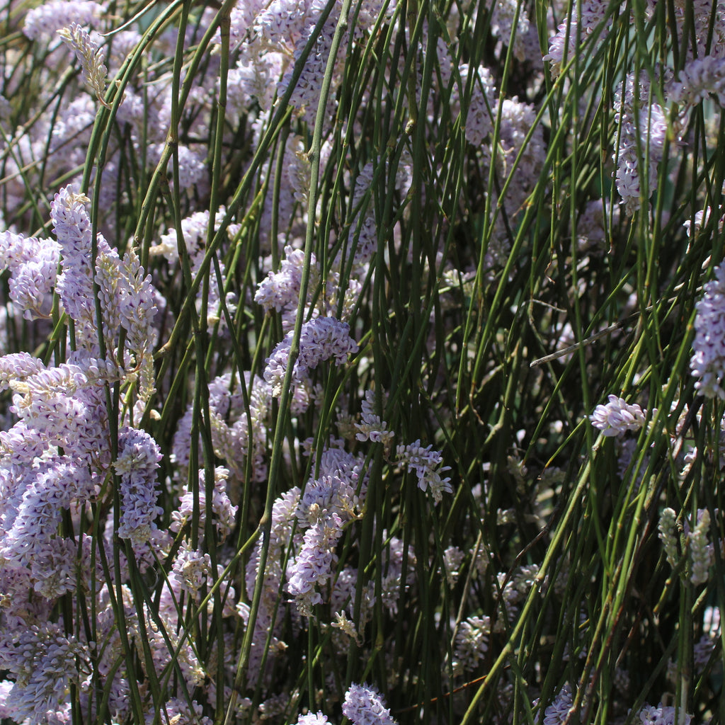 Carmichaelia stevensonii Image