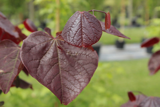Cercis Forest Pansy