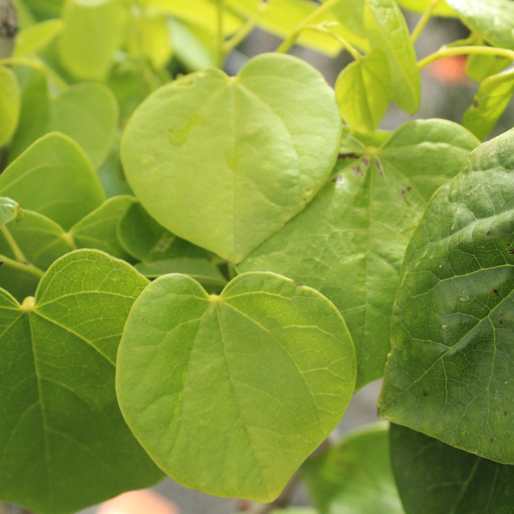 Cercis Spring Snow Image
