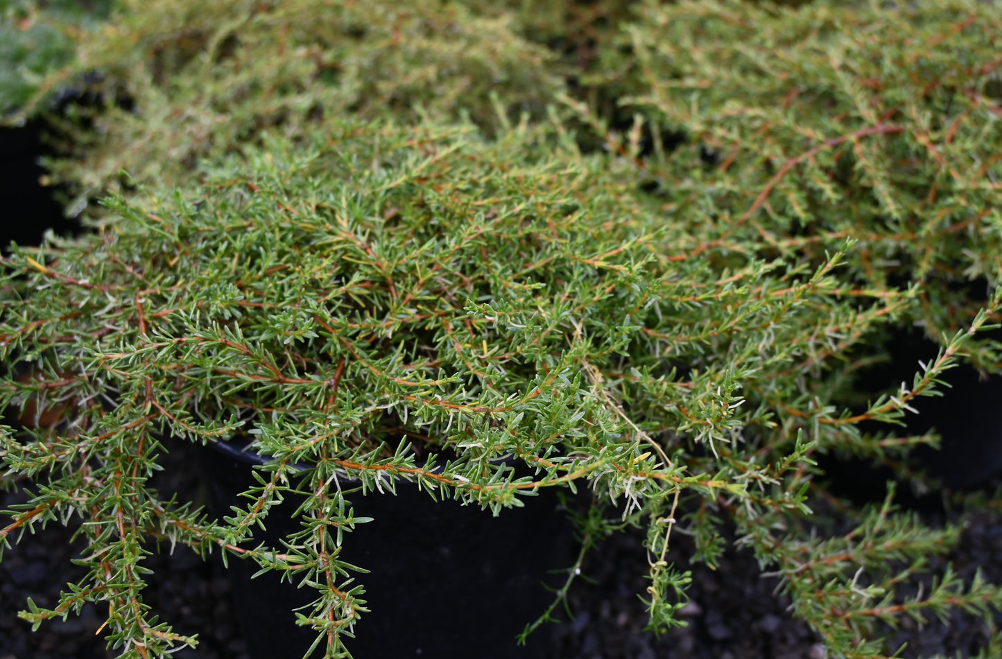 Coprosma acerosa 'Hawera'