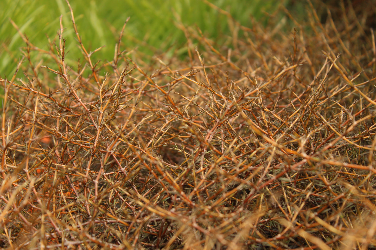 Coprosma acerosa Red Rocks