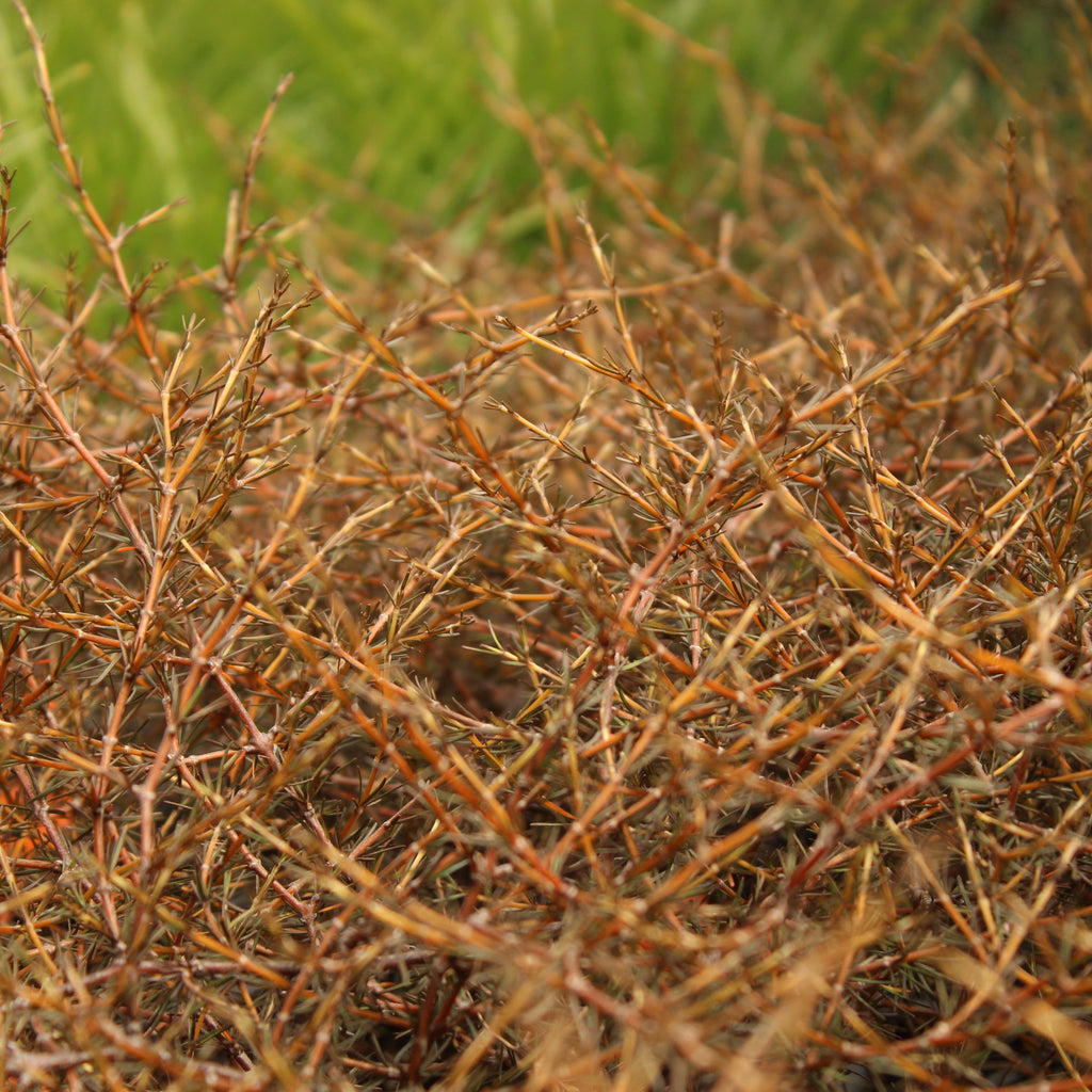 Coprosma acerosa Red Rocks Image