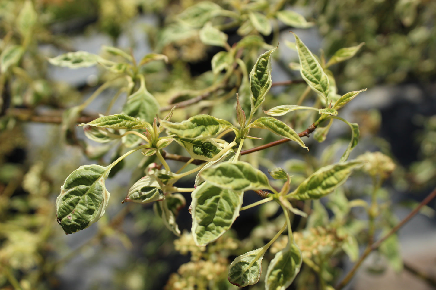 Cornus alt. Argentea