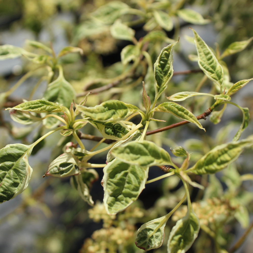 Cornus alternifolia Argentea Image