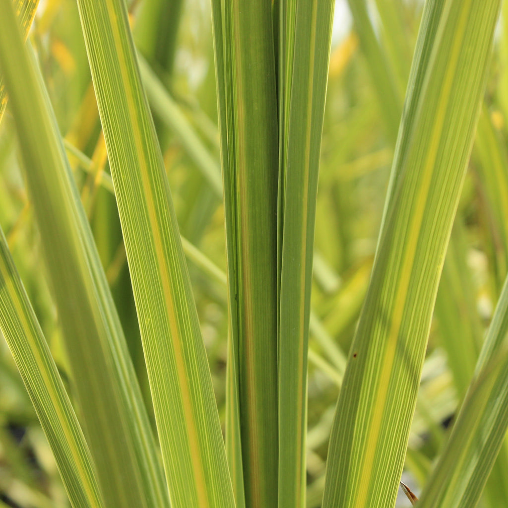 Cordyline australis Image