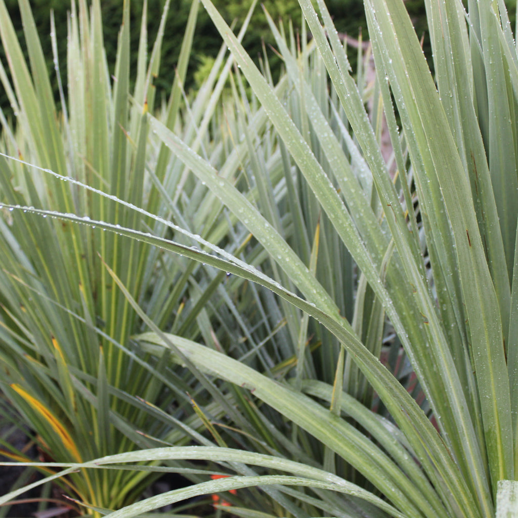 Cordyline australis Image