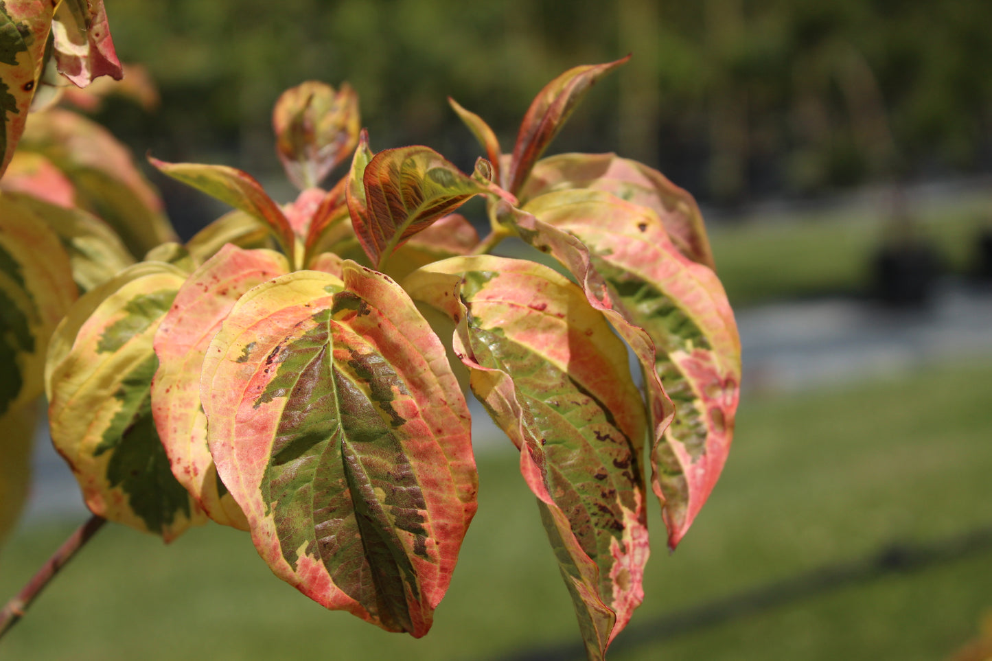 Cornus Cherokee Sunset