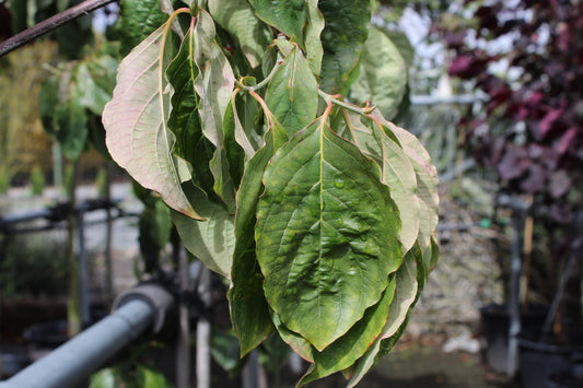 Cornus Eddies White Wonder