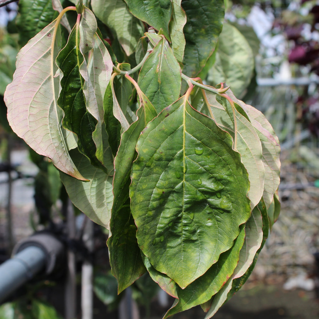 Cornus Eddies White Wonder Image