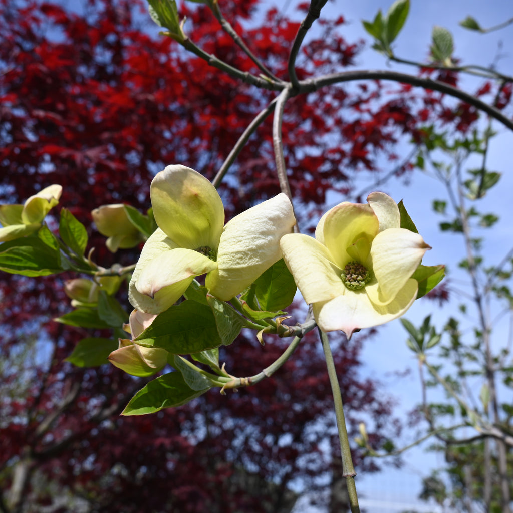 Cornus Eddies White Wonder Image