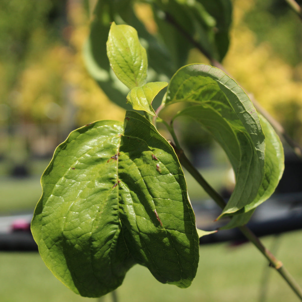 Cornus florida Cloud 9 Image