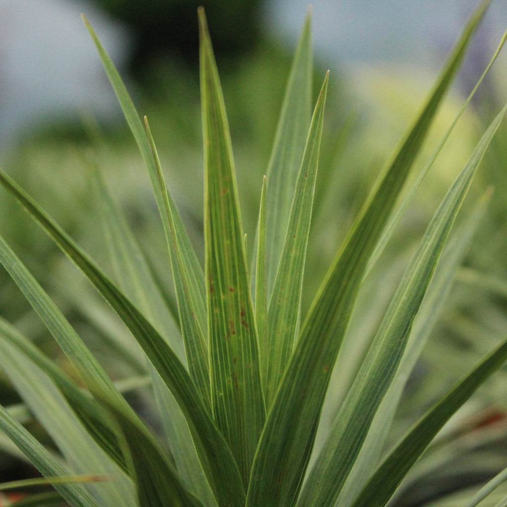Cordyline Karo Kiri Image