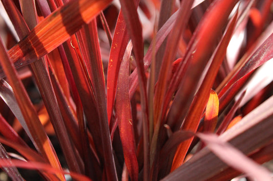 Cordyline Red Fountain