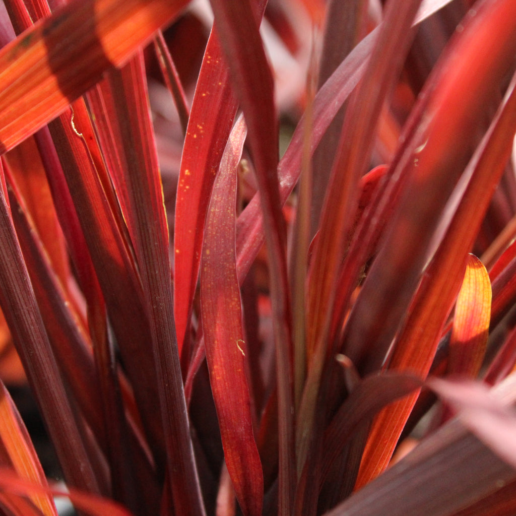 Cordyline Red Fountain Image