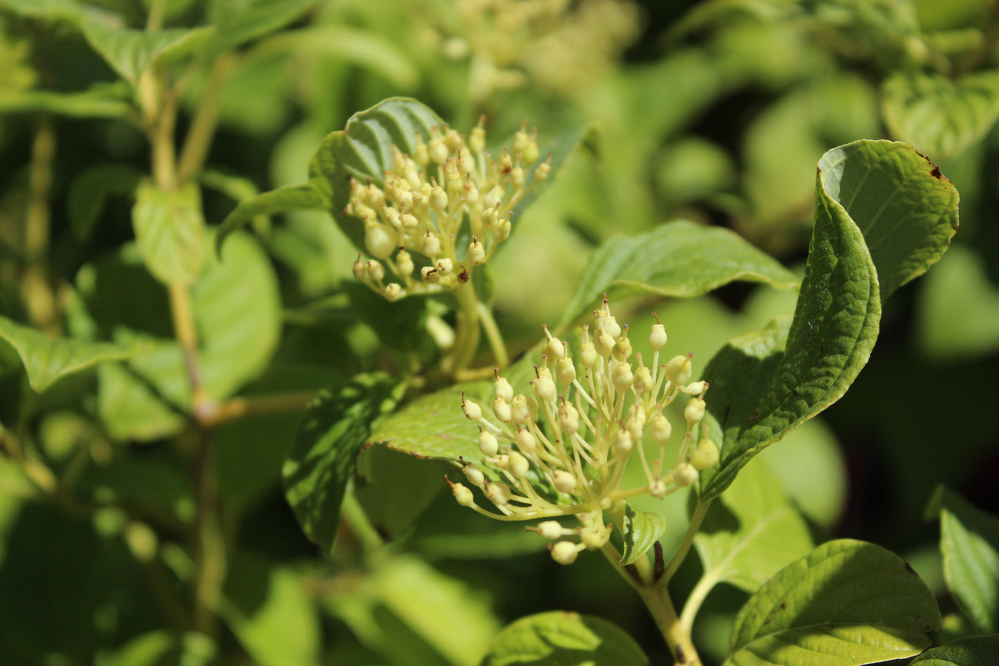 Cornus stolonifera Flaviramea