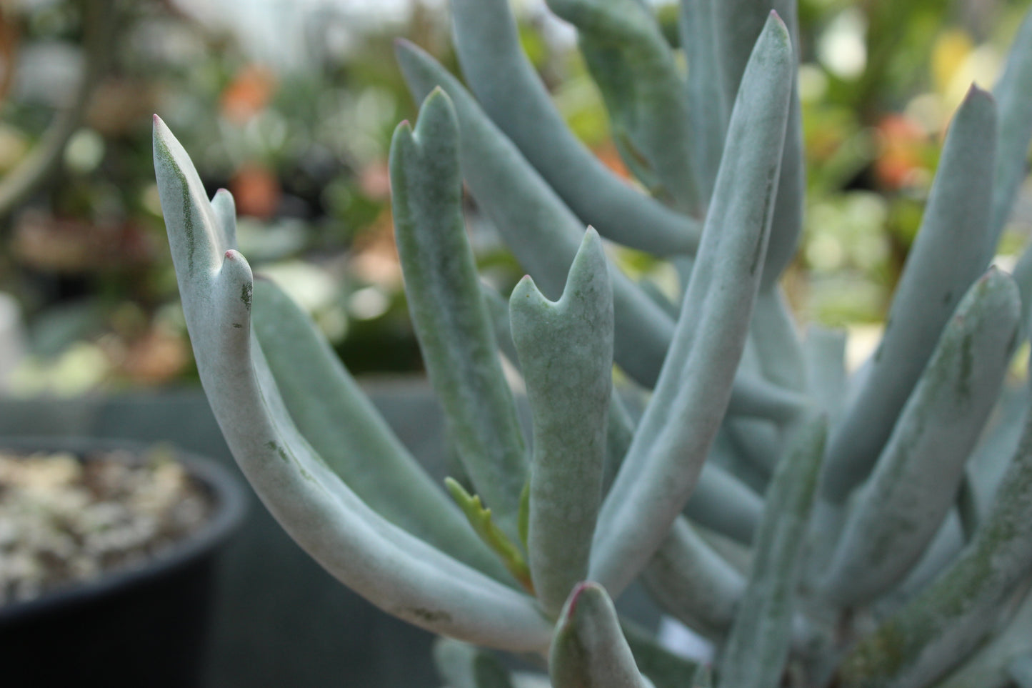 Cotyledon stagshorn