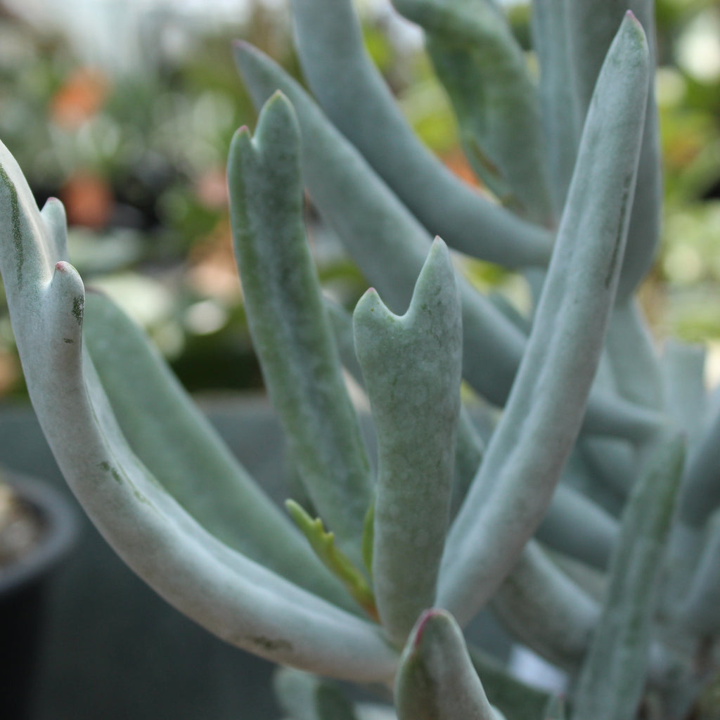 Cotyledon stagshorn Image