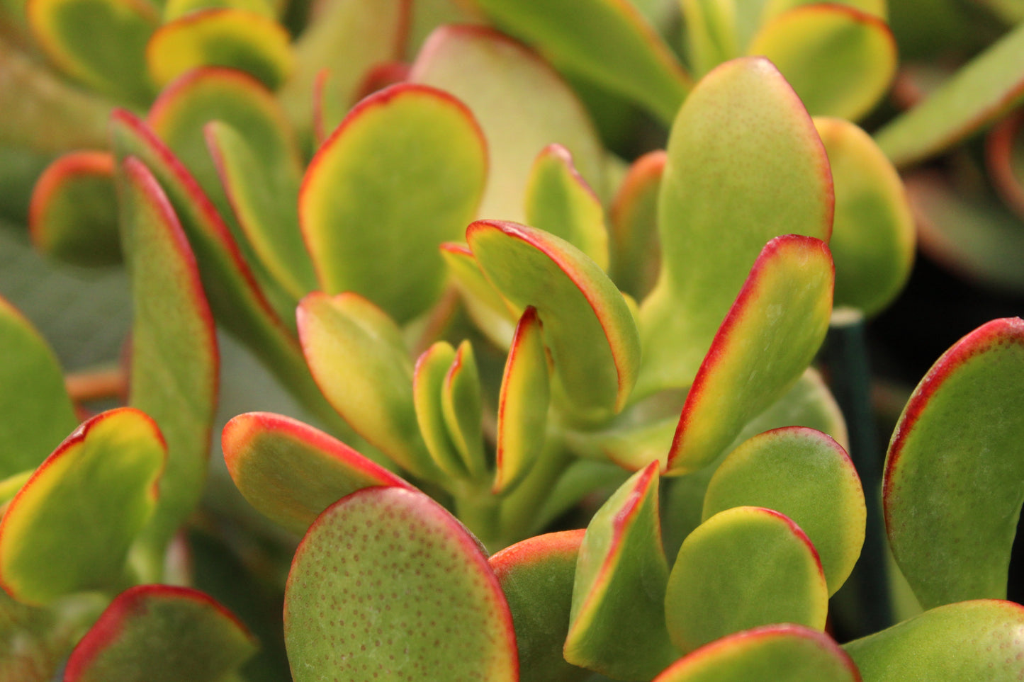 Crassula Jade Sunset