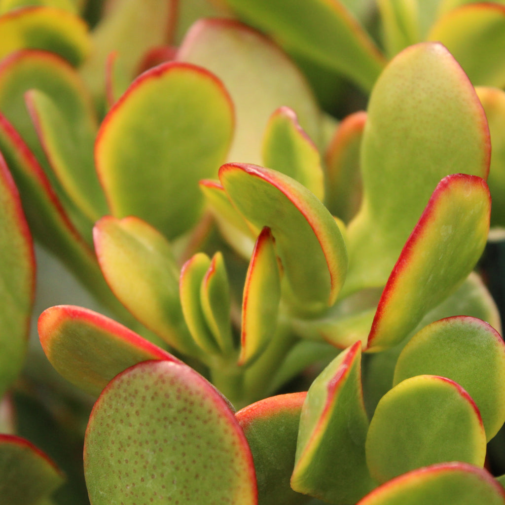 Crassula Jade Sunset Image