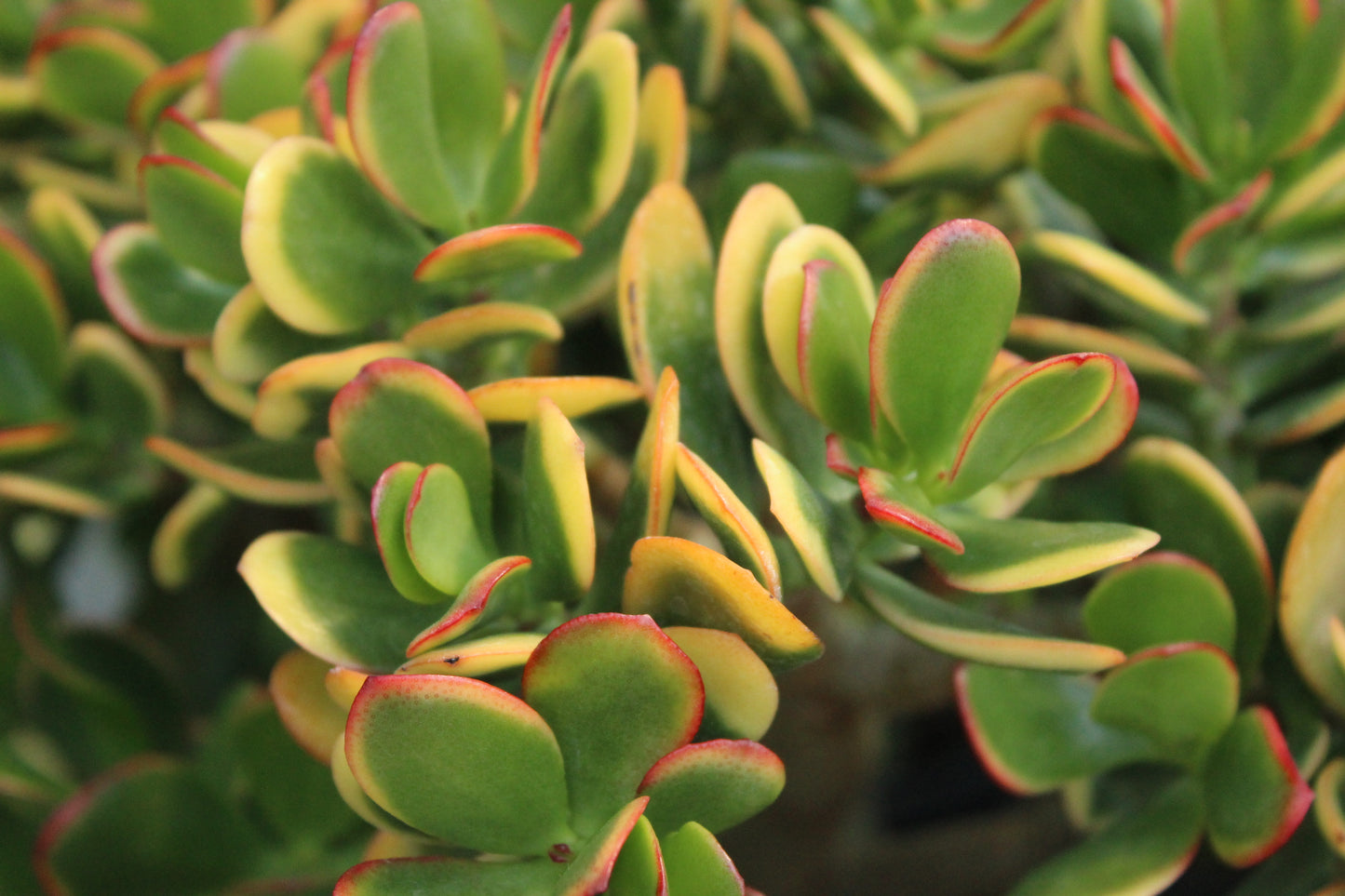 Crassula Jade Sunset