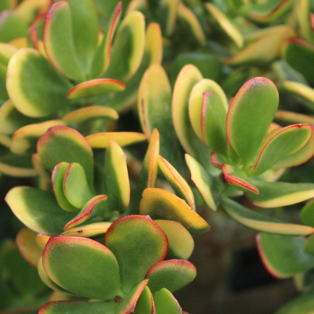Crassula Jade Sunset Image