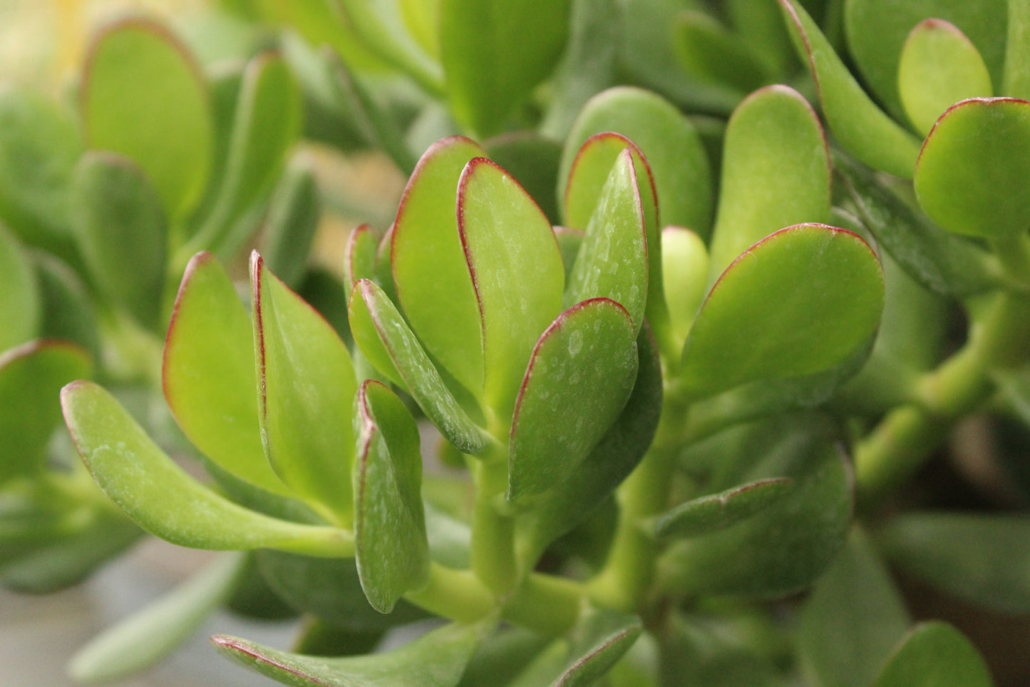 Crassula ovata