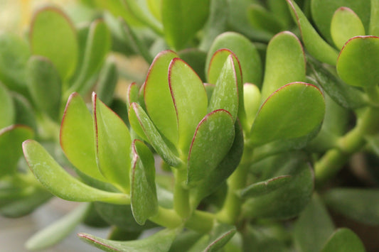 Crassula ovata