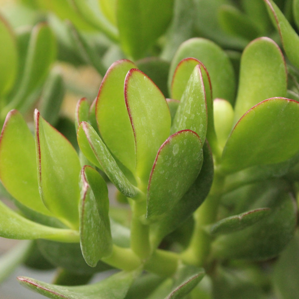 Crassula ovata Image