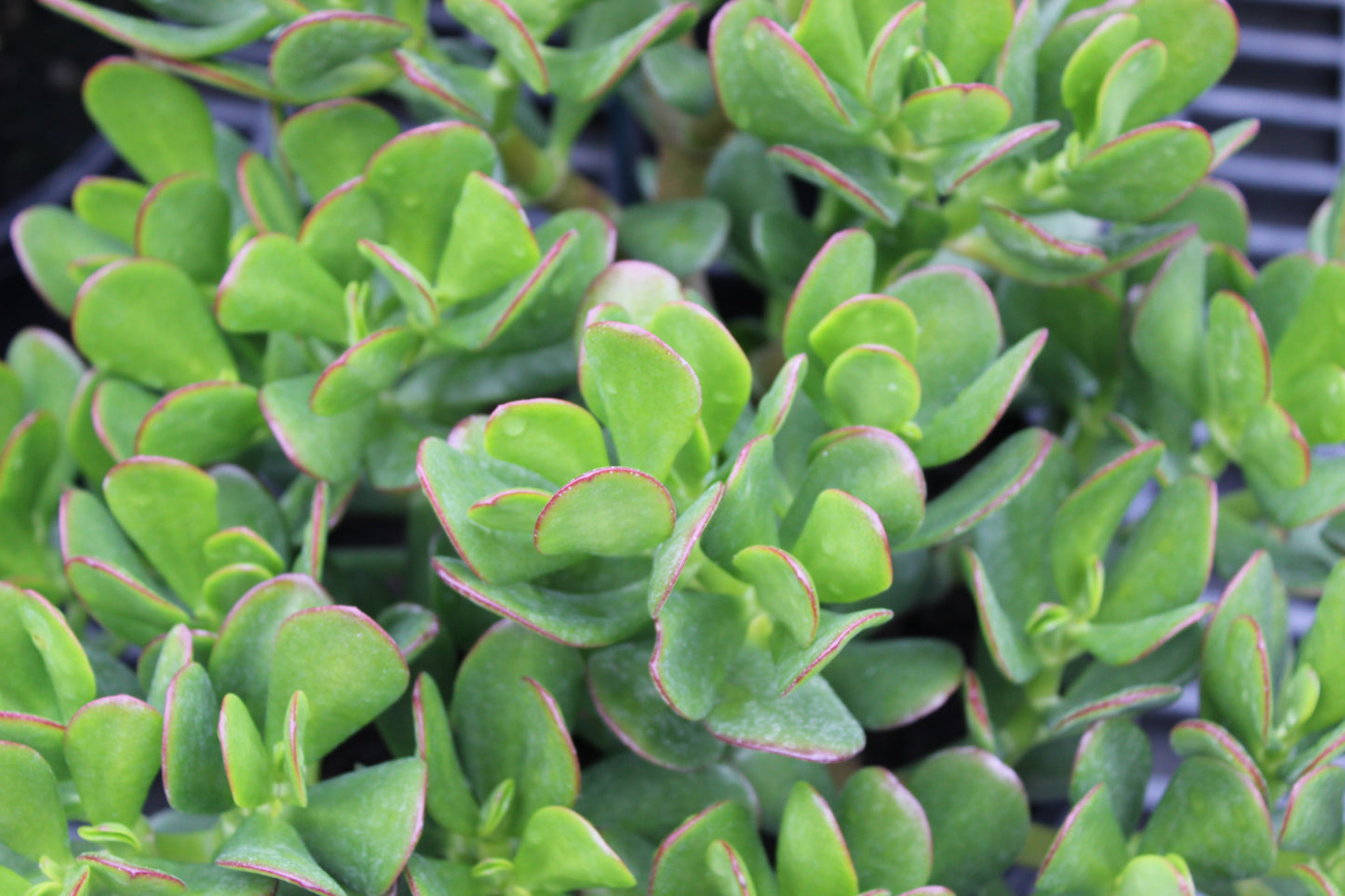 Crassula ovata