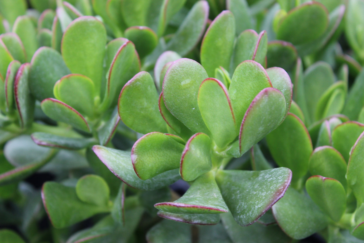 Crassula ovata
