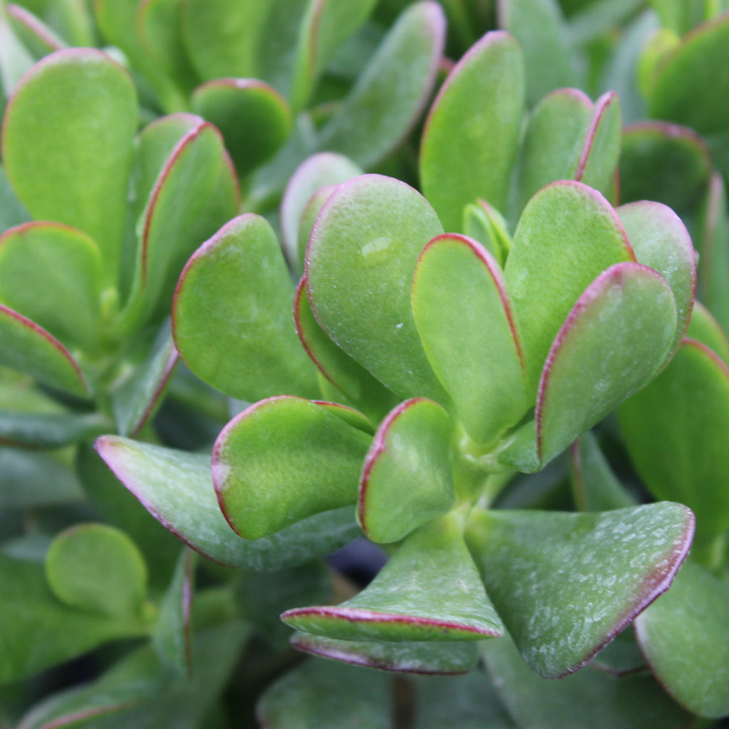 Crassula ovata Image