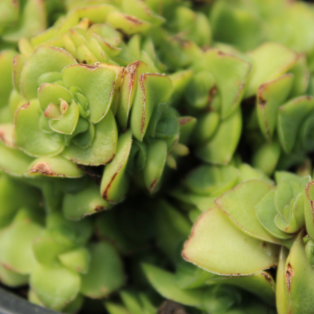 Crassula socialis Image