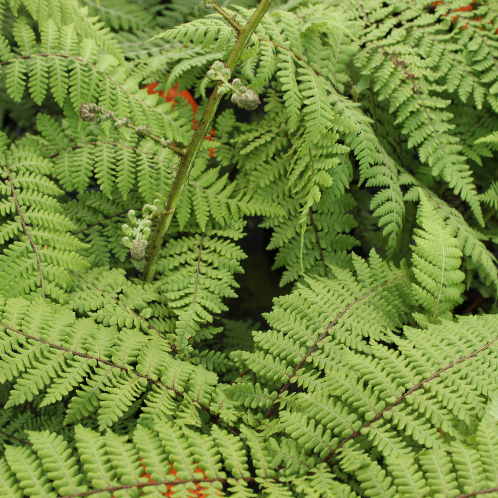 Cyathea medullaris Image