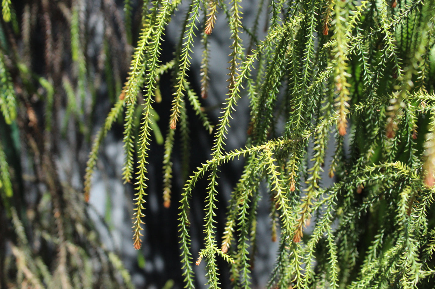 Dacrydium cupressinum
