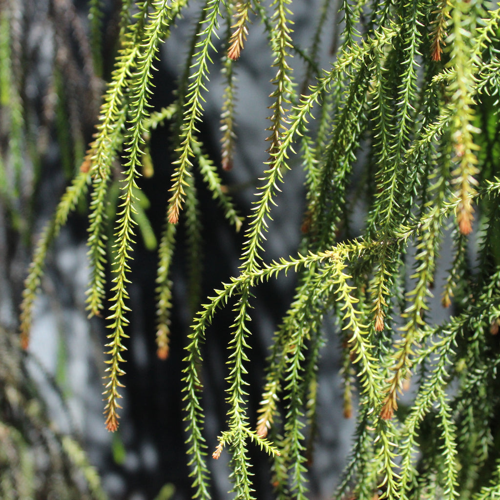 Dacrydium cupressinum Image