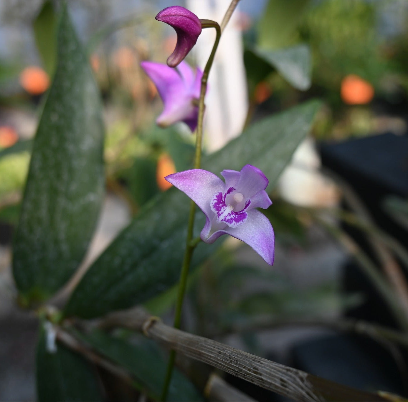 dendrobium_pink_8b8c0d11-3b17-4eab-affa-c312081ce5c1