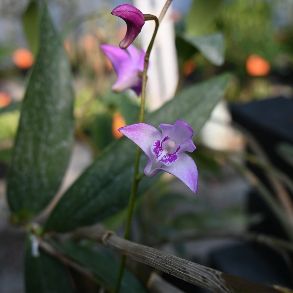 Dendrobium pink Image