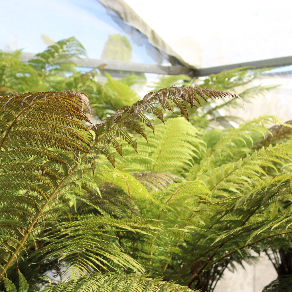 Dicksonia fibrosa Image