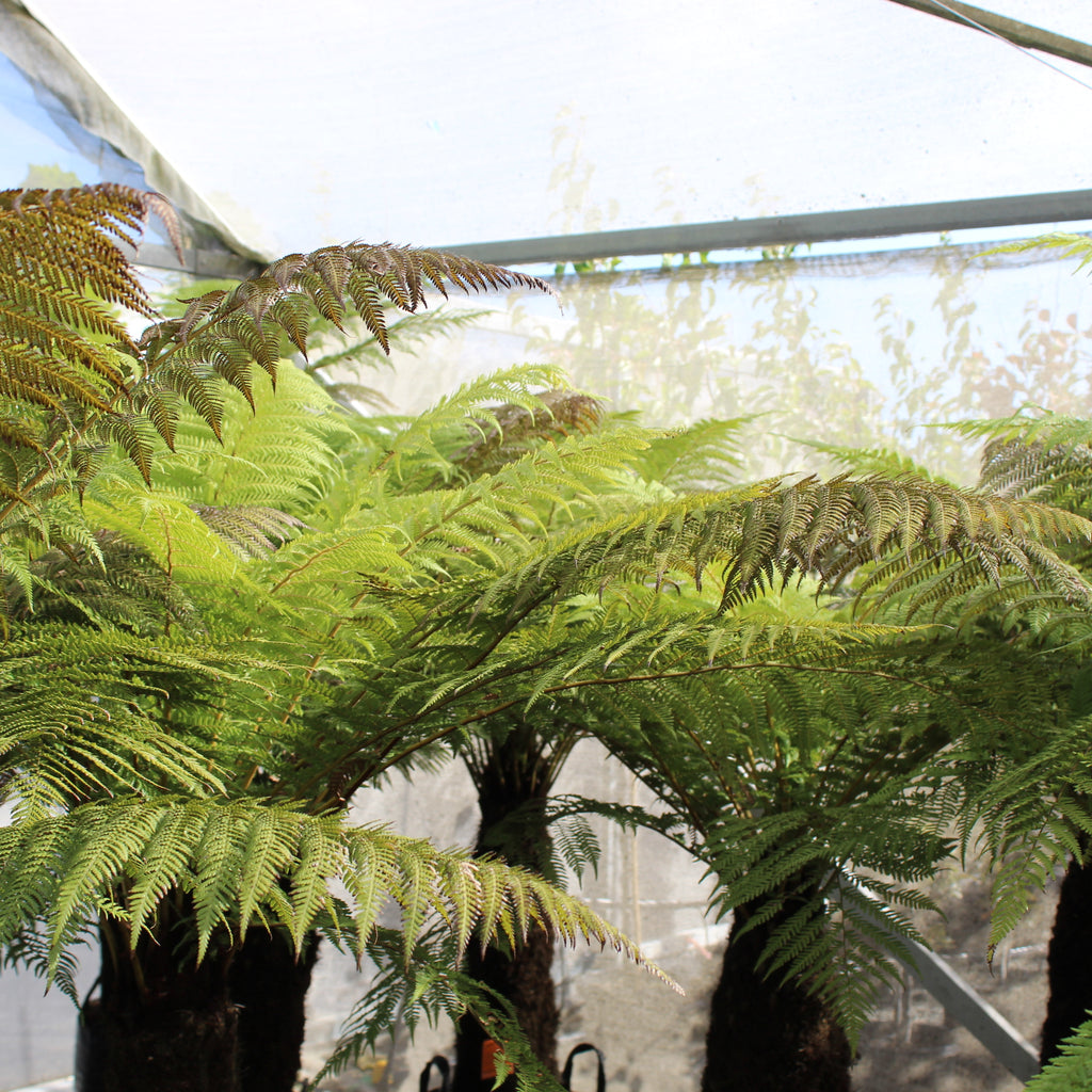 Dicksonia fibrosa Image