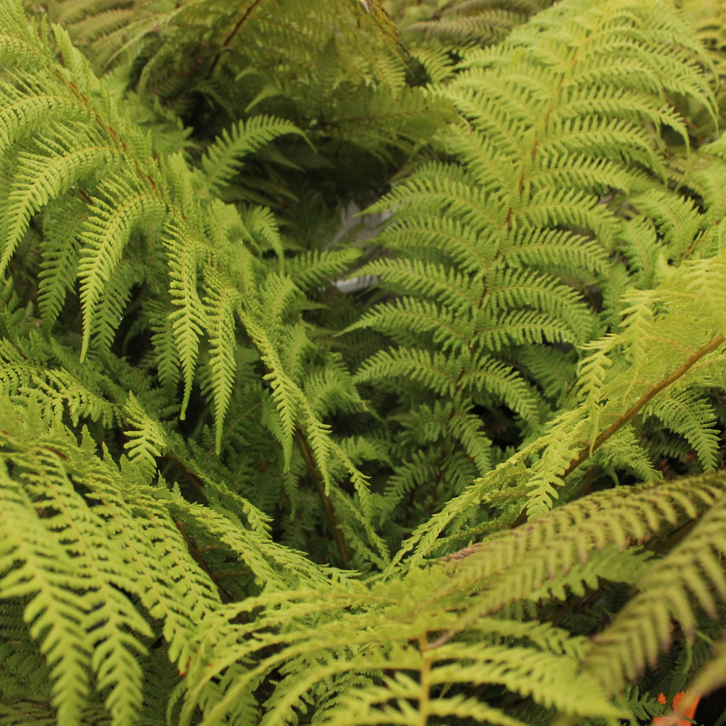 Dicksonia fibrosa Image