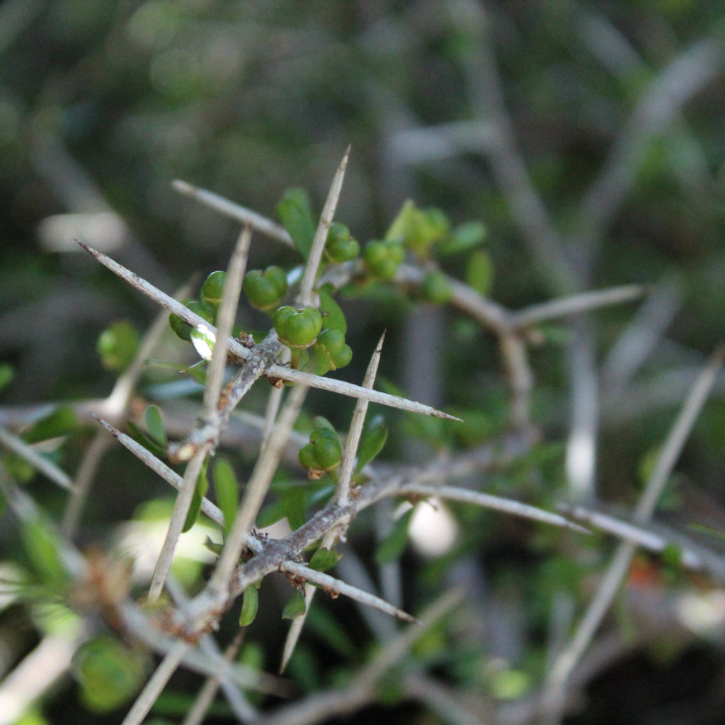 Discaria toumatou Image